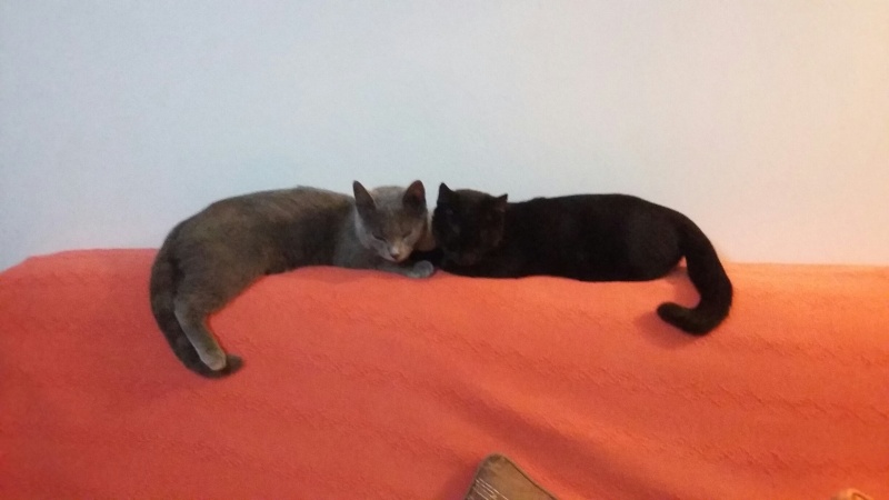NINA CAT KIT JZACK et 4 chatons 20150414