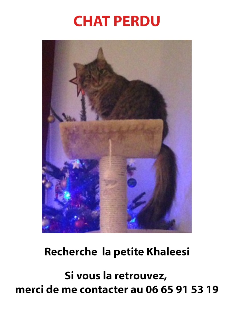 Isilda (2 mois) Chat_p12
