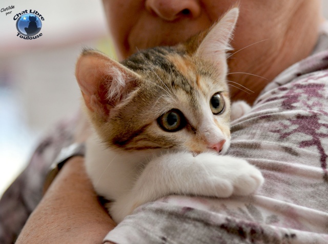 capucine - CAPUCINE 3 LYSETTE 2 adoptées Capuci15