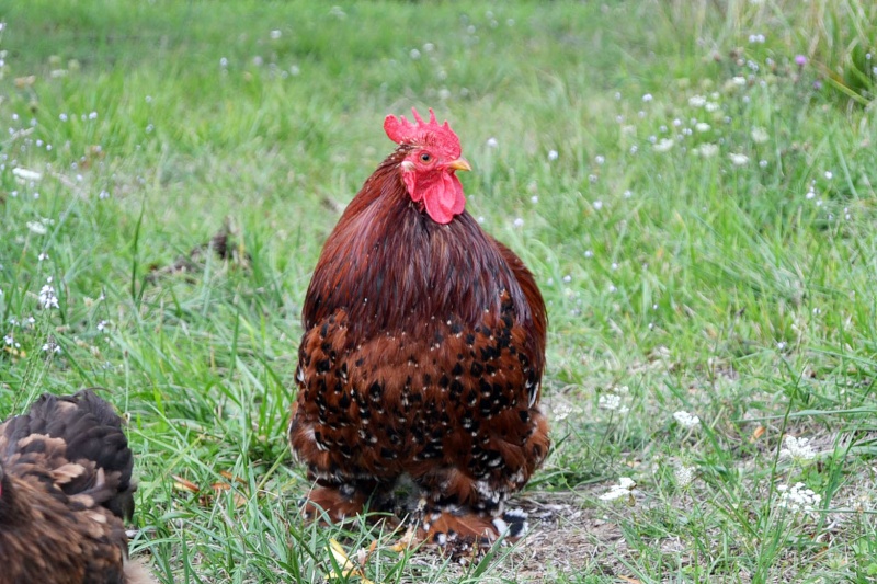 beau coq pékin mille fleur à vendre (reproducteur de 2 ans) Dsc_0013