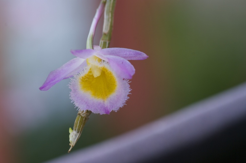 Dendrobium loddigesii Imgp4710