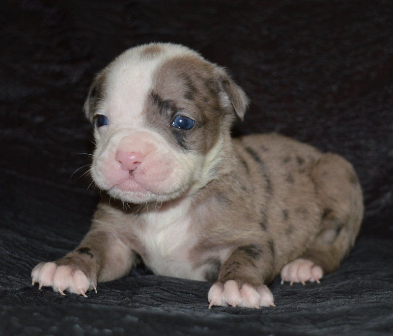 Bébés Alapaha Blue Blood Bulldog Type bully Dsc_0010