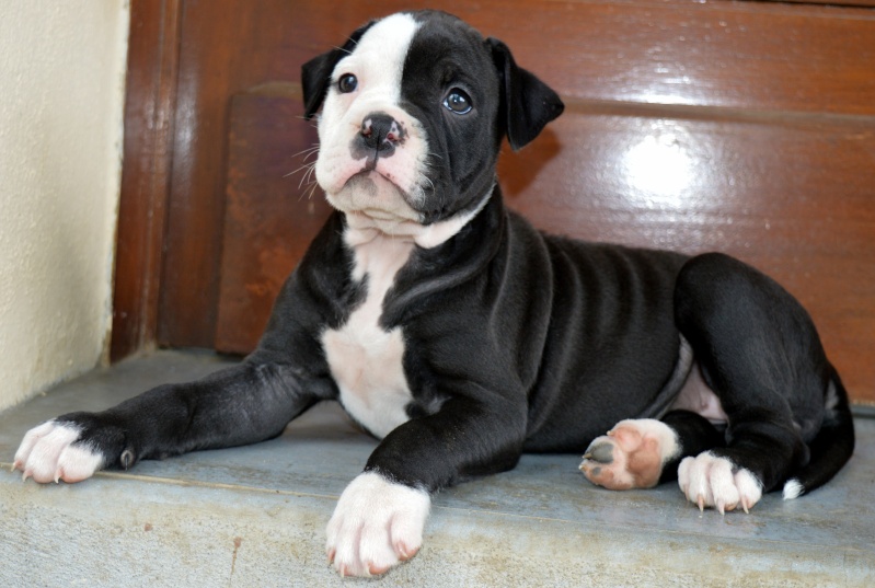 Bébés Alapaha Blue Blood Bulldog Type bully Dsc_0017