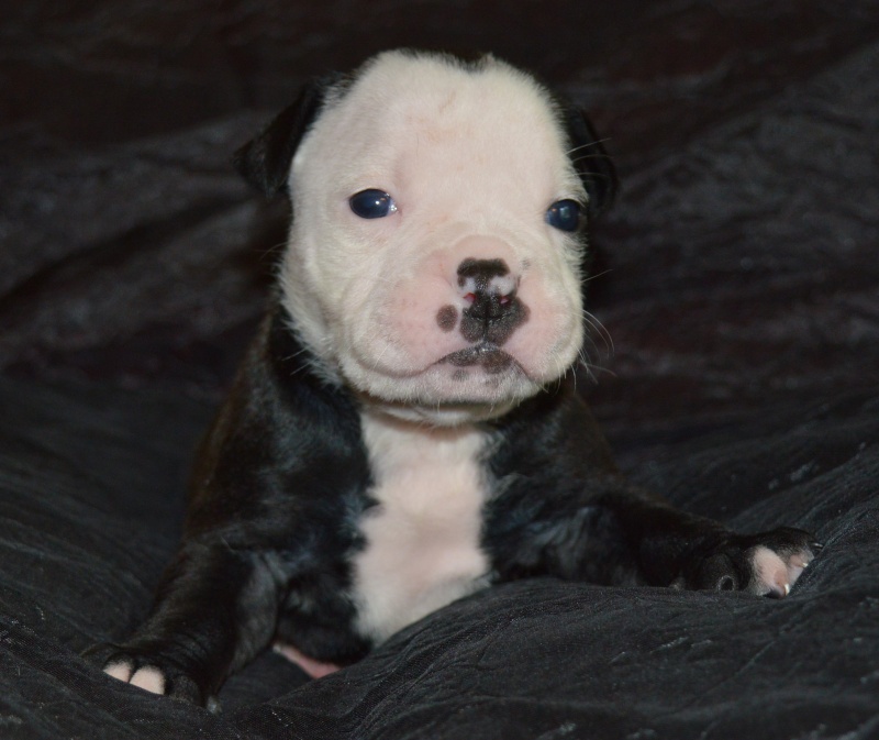 Bébés Alapaha Blue Blood Bulldog Type bully Dsc_0113