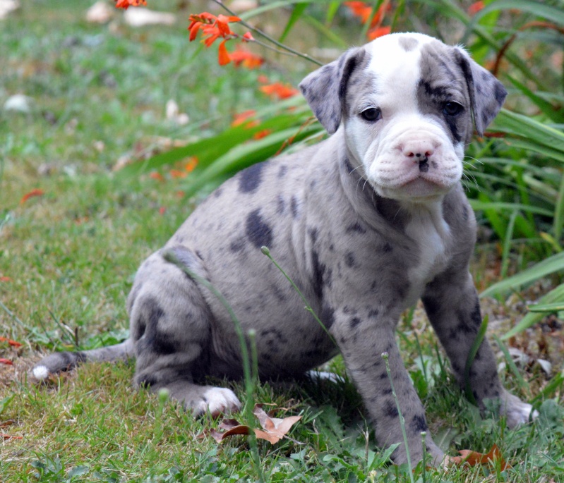 Bébés Alapaha Blue Blood Bulldog Type bully Dsc_0413