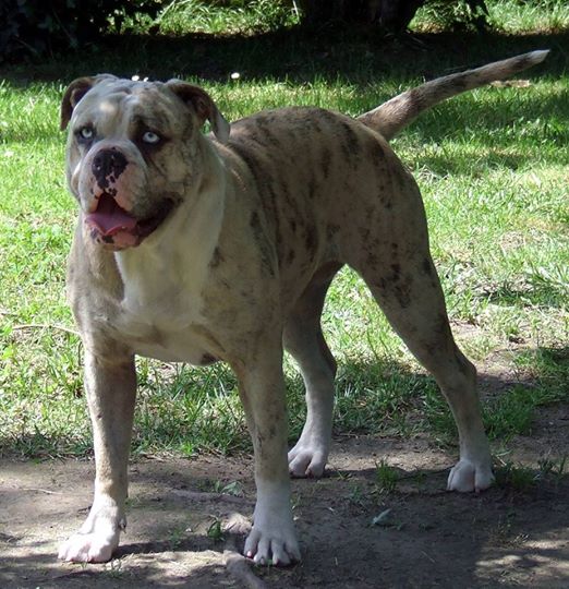 Bébés Alapaha Blue Blood Bulldog Type bully Pepper10