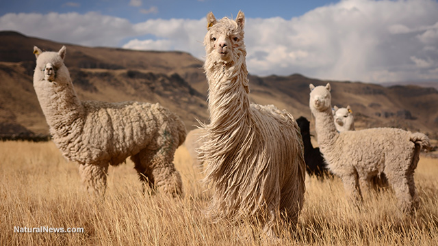 WEIRD WEATHER EVENTS: UNUSUAL COLD IN PERU KILLS 200,000 ALPACAS WHILE NORWAY GETS HIT WITH TROPICAL STORM THAT " YOU ONLY NORMALLY SEE IN THE JUNGLE" Alpaca10