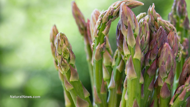 ASPARAGUS CAN HELP TO LIFT YOUR SPIRITS AND REDUCE THE RISK OF BIRTH DEFECTS Aspara10