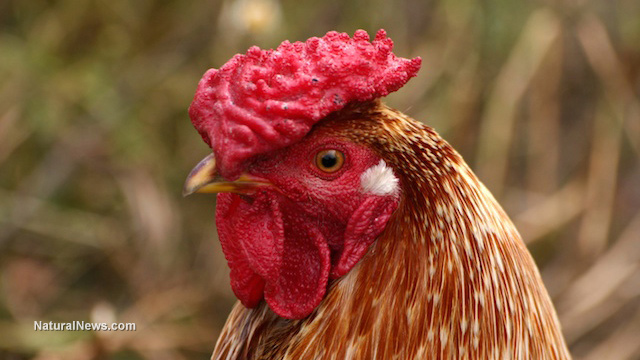 ALL POULTRY SALES BANNED IN NC DUE TO BIRD FLU OUTBREAK Chicke10