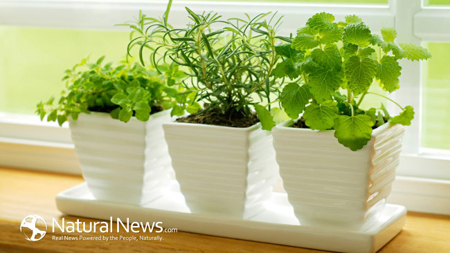 7 AIR PURIFYING PLANTS TO REMOVE HARMFUL INDOOR TOXINS Potted10