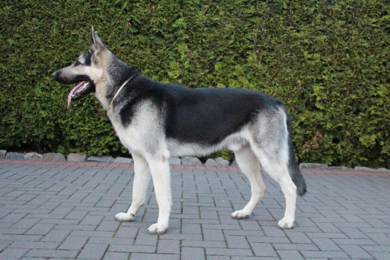 EAST EUROPEAN SHEPHERD DOGS OF OUR BREEDING IN GERMANY 11749210