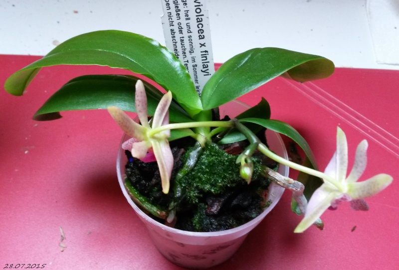 Phalaenopsis violacea x finleyi 20150717
