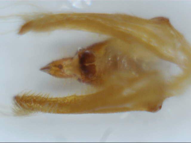 Dissections Image_33