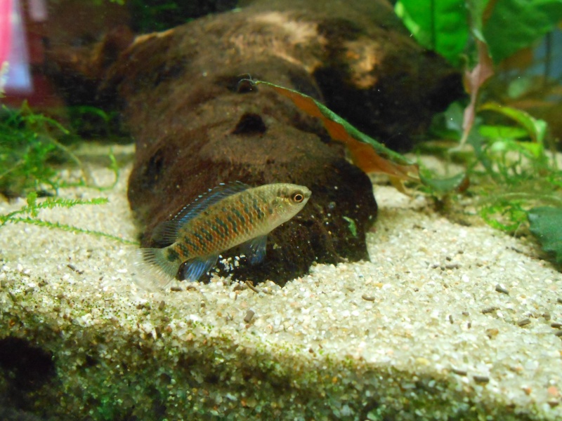 badis badis 00510