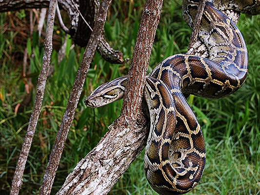 Céleste Cladynce the Snake-Amazon Python10