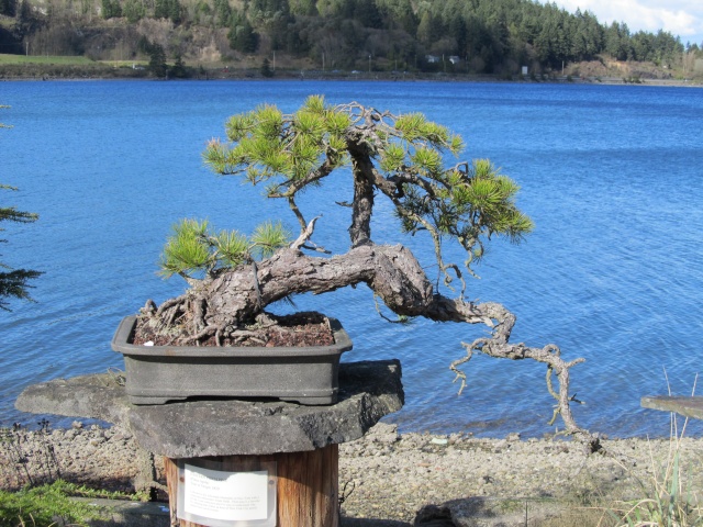 American Bonsai at the NC Arboretum - Page 17 Img_8614