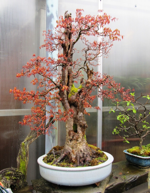 American Bonsai at the NC Arboretum - Page 18 Img_8638