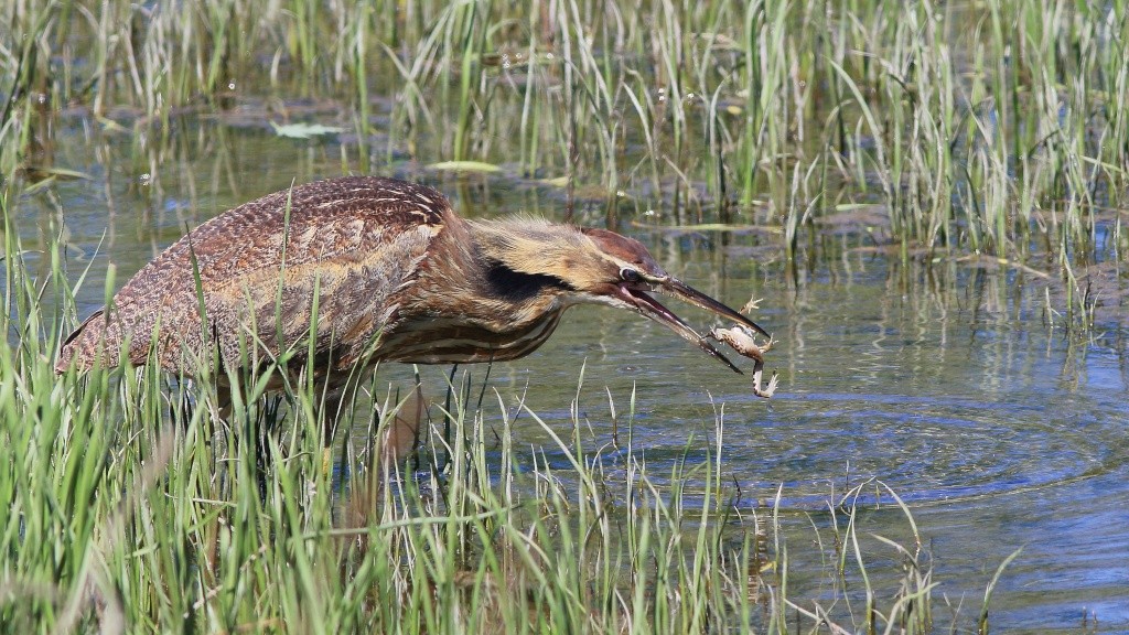 Butor et grenouille Butor_10