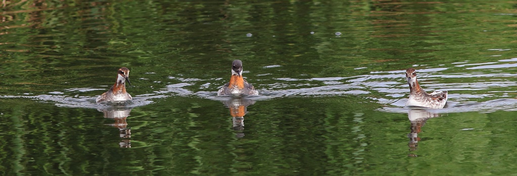 Phalarope à bec étroit mes premiers Img_2110