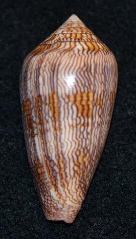 Conus (Cylinder) textile cholmondeleyi  Melvill, 1900 voir Conus (Cylinder) textile Linnaeus, 1758 Dsc_9120