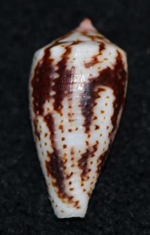 Conus (Splinoconus) boeticus   Reeve, 1844 Dsc_9121