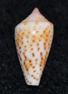 Conus (Splinoconus) boeticus   Reeve, 1844 Dsc_9125