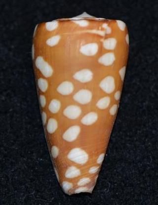 Conus_sp._022 _Conus_cordigera Dsc_9139