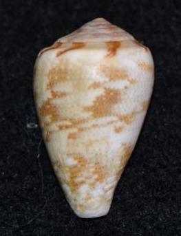 Conus sp. 023 ==> Conus ventricosus Gmelin, 1791 Dsc_9140