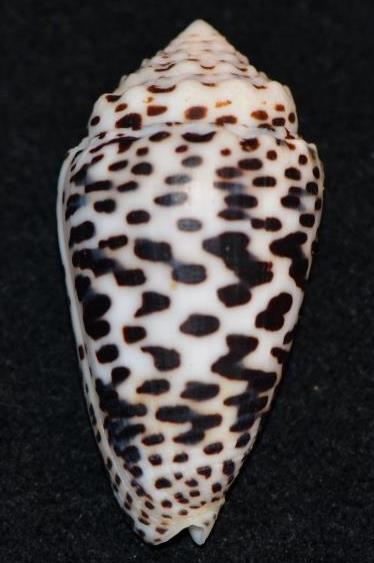 Conus deperditus - Puncticulis pulicarius - (Hwass in Bruguière, 1792) - Page 2 Dsc_9144