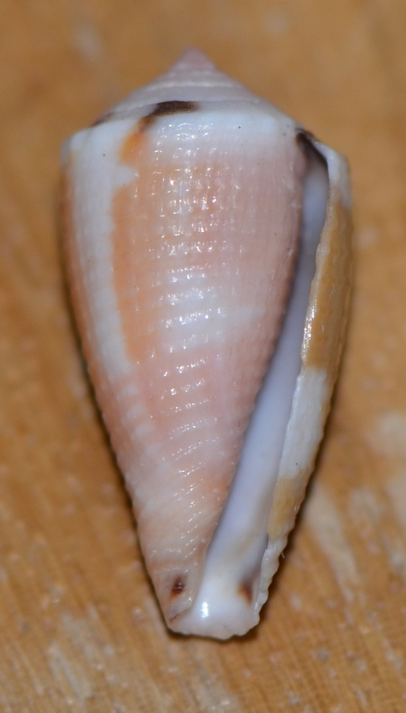 Conus (Pionoconus) magus   Linnaeus, 1758 - Page 2 Dsc_9214