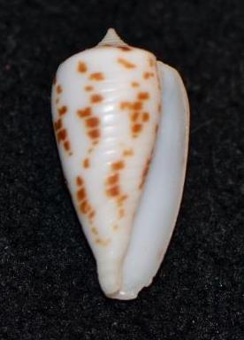 Conus (Phasmoconus) balabacensis Filmer, 2012 Dsc_9218