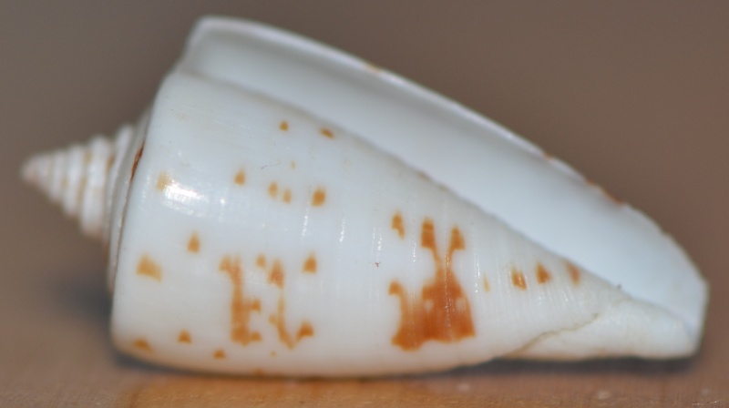 Conus_sp._038_maj_Juvénile_Phasmoconus_erythraeensis Dsc_9236