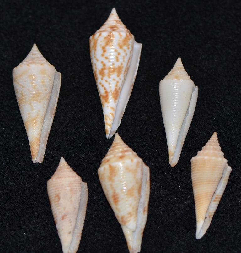 Conus sp. 089 --> 094 = divers fusiconus Dsc_9282