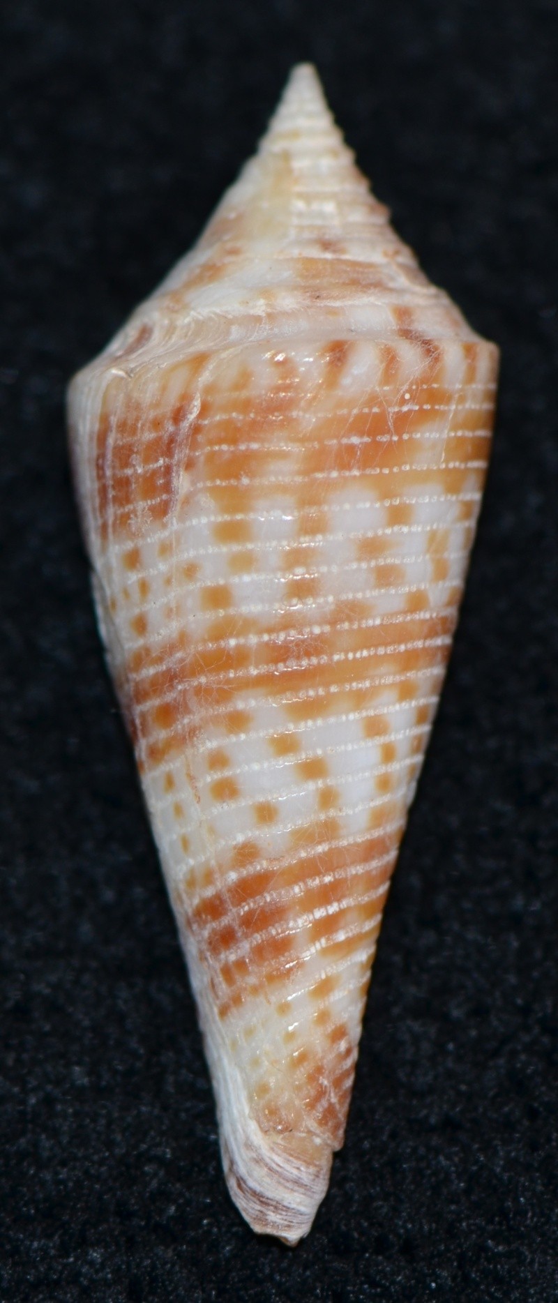 Conasprella (Fusiconus) comatosa (Pilsbry, 1904) Dsc_9513