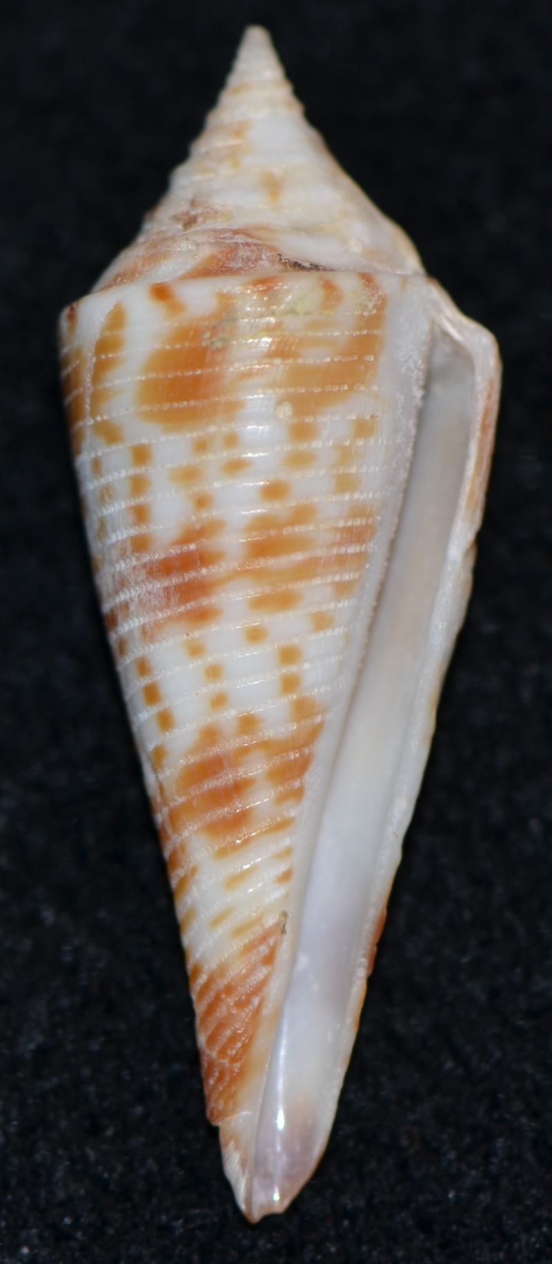 Conasprella (Fusiconus) comatosa (Pilsbry, 1904) Dsc_9514