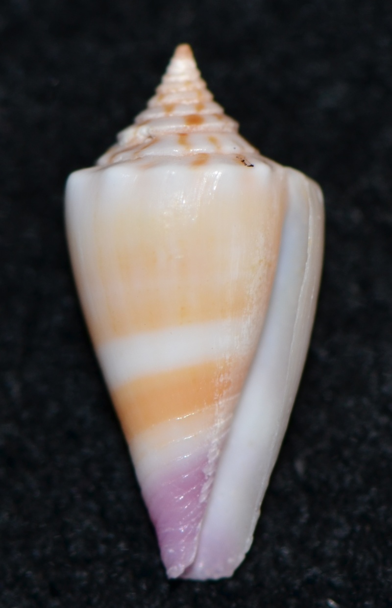 Conus (Strategoconus) swainsoni Estival & Cosel, 1986 Dsc_9516