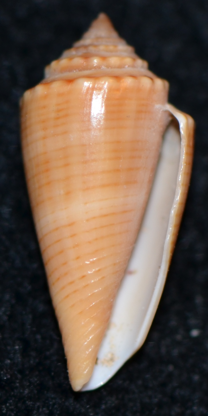 Conus sp. 114 = Conus furvus Reeve, 1843 Dsc_9531