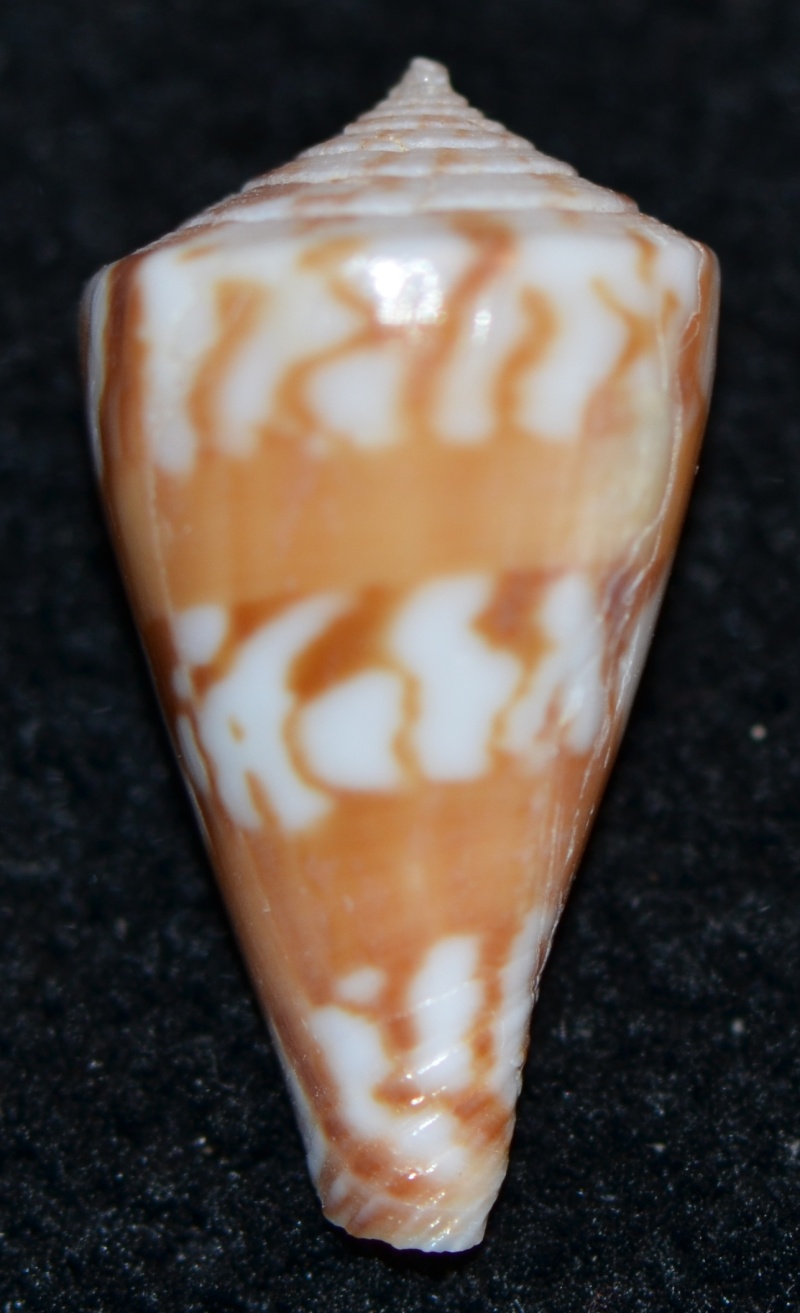 Conus (Splinoconus) capitanellus  Fulton, 1938 Dsc_9534