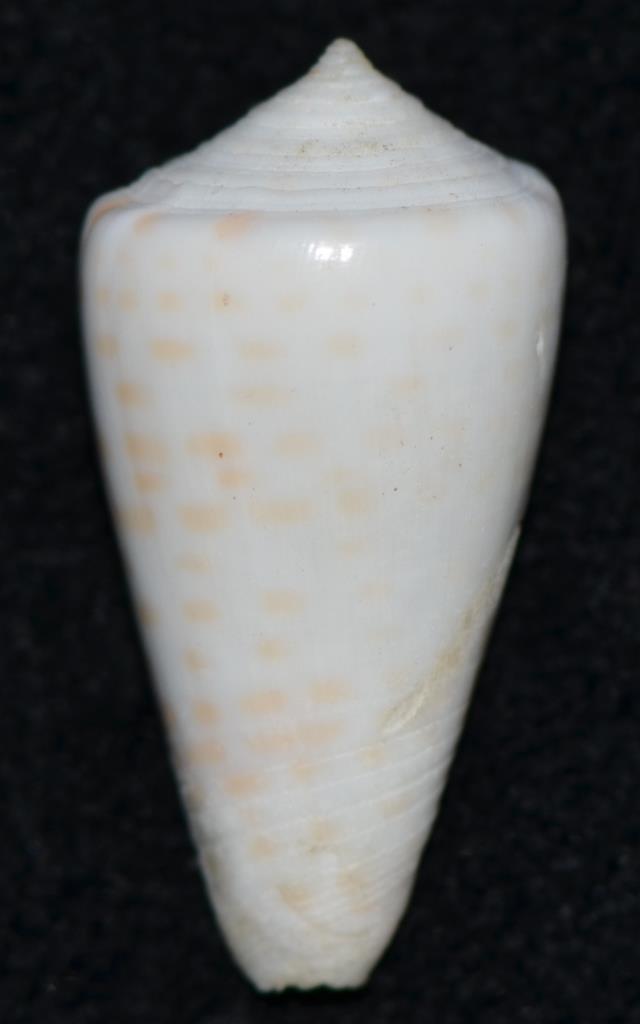 Conus sp. 126 ==> Conus tessulatus Born, 1778 Dsc_9623