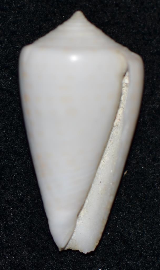 Conus sp. 126 ==> Conus tessulatus Born, 1778 Dsc_9624