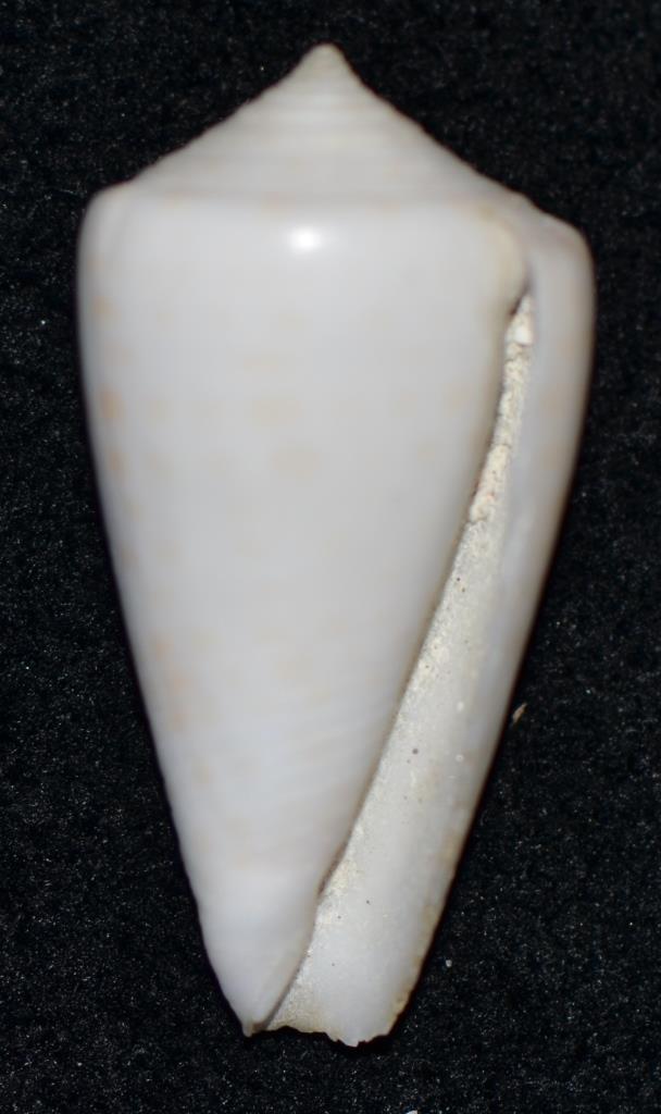 Conus_sp._126_Conus_tessulatus Dsc_9624