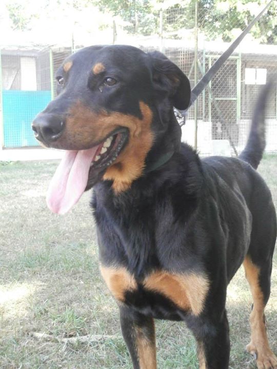 Isko beauceron mâle né en mars 2013 11403010