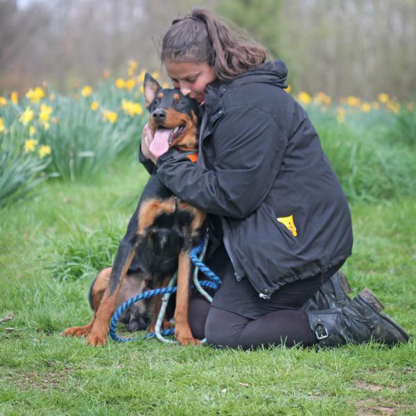 Newton joli croisé beauceron né en mars 2013 Newton15