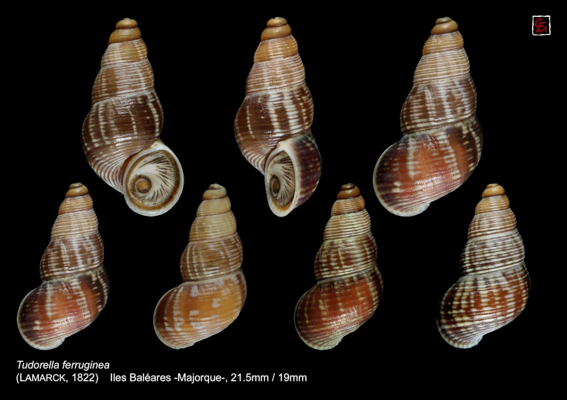 Tudorella ferruginea (Lamarck, 1822) Tudore11