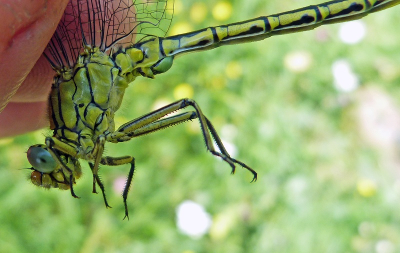 [Gomphus pulchellus] gomphus  P1130110