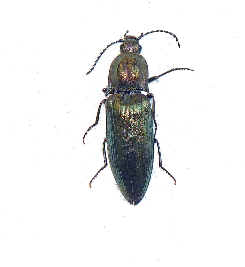 elateridae (ctenicera cuprea)  P1130214