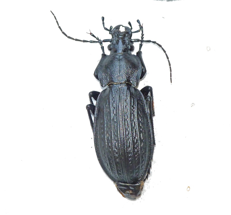 carabus (Morphocarabus) monilis monilis  P1130215