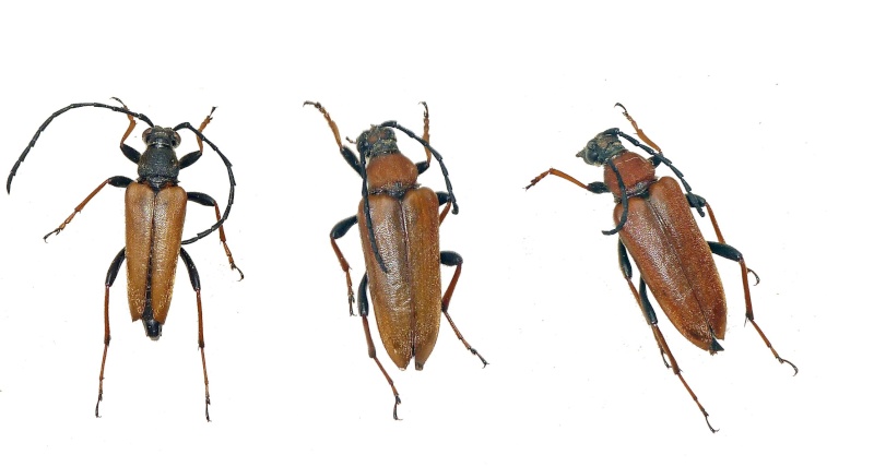 stictoleptura rubra  Sans_t12