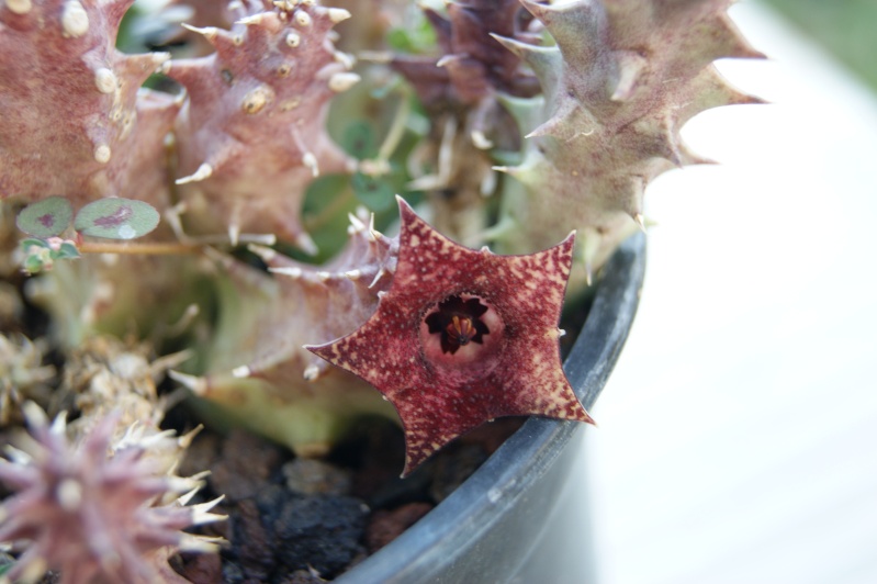 Floraisons de Huernia  02310