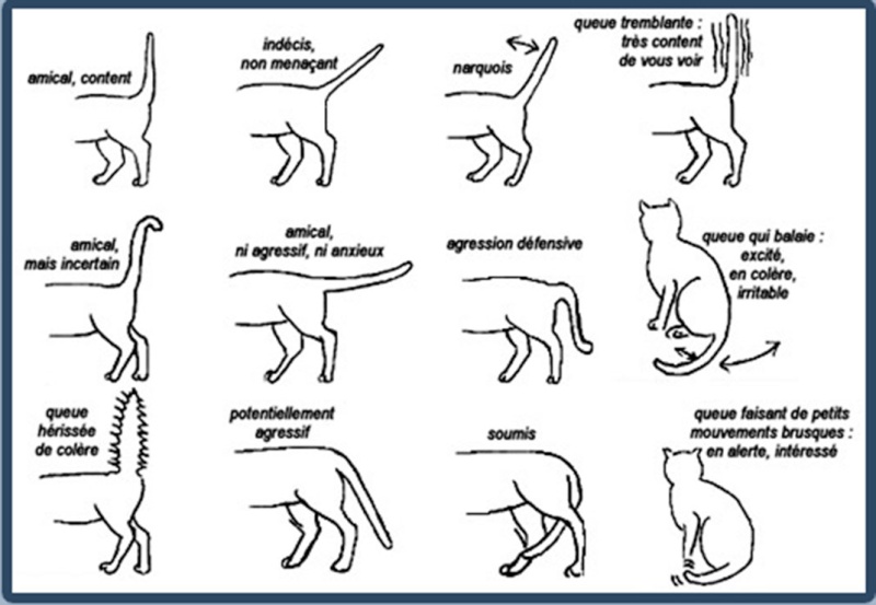  Apprenez à mieux communiquer avec les chats en décodant tous leurs comportements Chat-m10